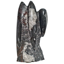 Orthoceras staander 19 cm