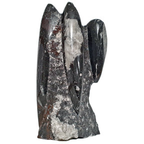 Orthoceras stand 19 cm