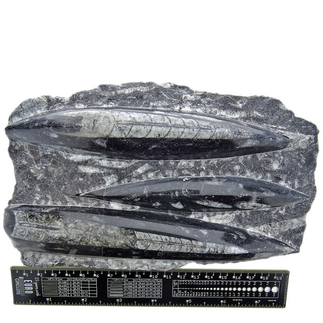 Orthoceras Orthoceras