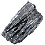 Orthoceras Orthoceras