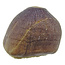 Spherical tooth of the globidens mosasaur