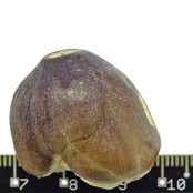 Spherical tooth of the globidens mosasaur Spherical tooth of the globidens mosasaur