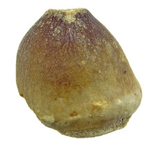 Spherical tooth of the globidens mosasaur