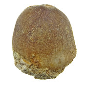 Spherical tooth of the globidens mosasaur Spherical tooth of the globidens mosasaur