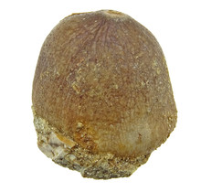 Spherical tooth of the globidens mosasaur