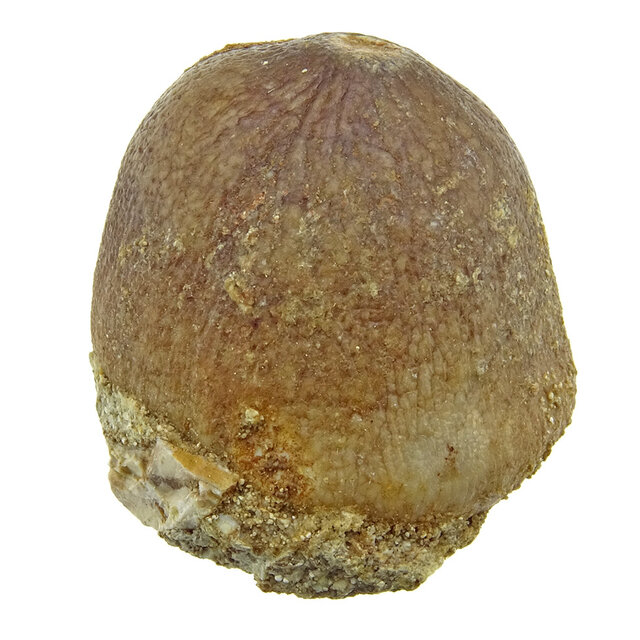 Bolvormige tand van de globidens mosasaurus