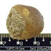 Bolvormige tand van de globidens mosasaurus