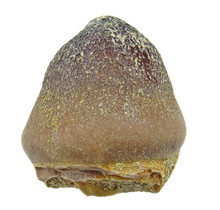 Spherical tooth of the globidens mosasaur