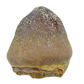 Globidens tooth