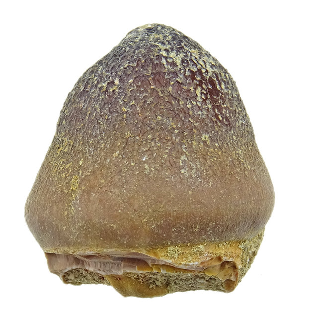 Spherical tooth of the globidens mosasaur Spherical tooth of the globidens mosasaur