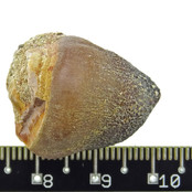 Spherical tooth of the globidens mosasaur Spherical tooth of the globidens mosasaur