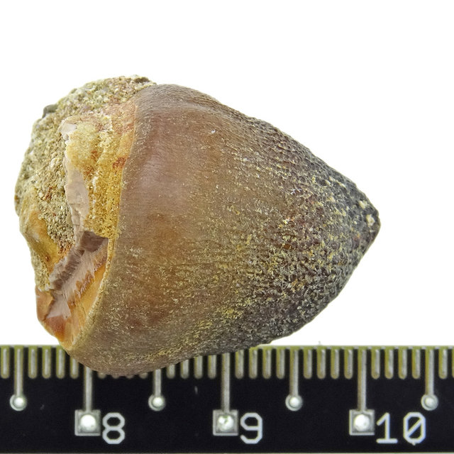 Spherical tooth of the globidens mosasaur Spherical tooth of the globidens mosasaur
