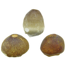 Globidens tand, 3 stuks