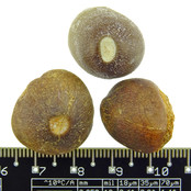 Spherical tooth of the globidens mosasaur Spherical tooth of the globidens mosasaur