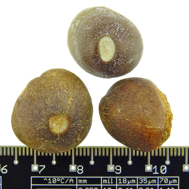 Sphärische Zähn des Globidens Mosasaurus Sphärische Zähn des Globidens Mosasaurus