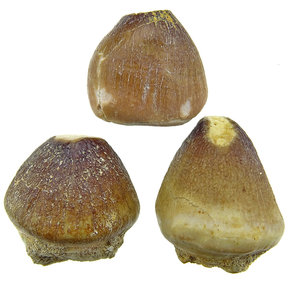 Globidens tooth. 3 pieces