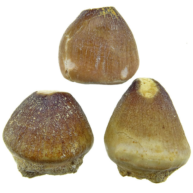 Spherical tooth of the globidens mosasaur Spherical tooth of the globidens mosasaur