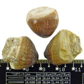 Spherical tooth of the globidens mosasaur Spherical tooth of the globidens mosasaur