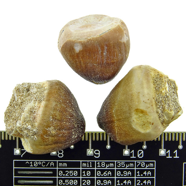 Sphärische Zähn des Globidens Mosasaurus Sphärische Zähn des Globidens Mosasaurus