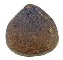 Spherical tooth of the globidens mosasaur