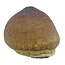 Spherical tooth of the globidens mosasaur