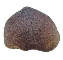 Spherical tooth of the globidens mosasaur