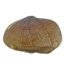 Spherical tooth of the globidens mosasaur