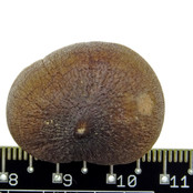 Spherical tooth of the globidens mosasaur