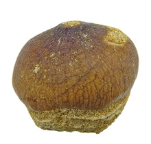 Spherical tooth of the globidens mosasaur