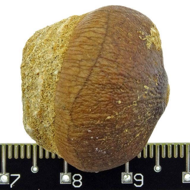 Spherical tooth of the globidens mosasaur