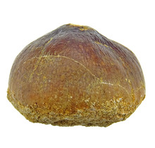 Spherical tooth of the globidens mosasaur