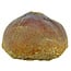 Spherical tooth of the globidens mosasaur