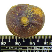 Sphärische Zähn des Globidens Mosasaurus