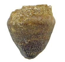 Spherical tooth of the globidens mosasaur