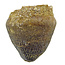 Spherical tooth of the globidens mosasaur