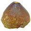 Spherical tooth of the globidens mosasaur