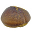 Spherical tooth of the globidens mosasaur