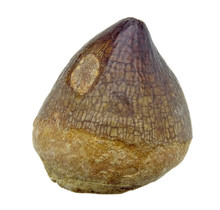 Spherical tooth of the globidens mosasaur