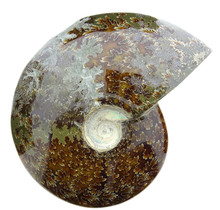 Ammonite, top quality