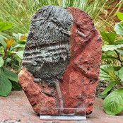 Fossiele zeelelie - crinoid uit Marokko