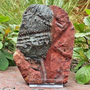 Fossil sea lily - crinoid