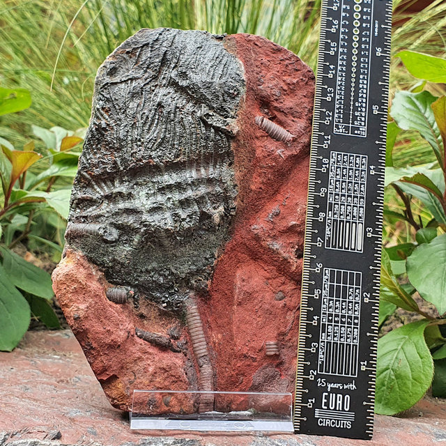 Fossiele zeelelie - crinoid uit Marokko