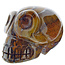 Traveler tiger eye skull 5 cm and 180 grams