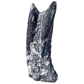 Orthoceras stand 17 cm