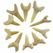 10 teeth from the shark teeth