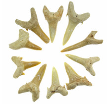10 teeth from the shark teeth