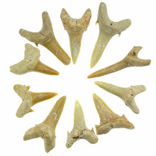 10 Fossile Sandhai zähne