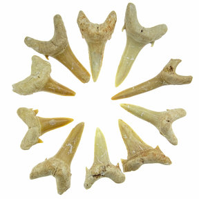 10 Fossile Sandhai zähne