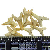 10 teeth from the shark teeth