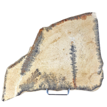 Dendriet plak inclusief standaard